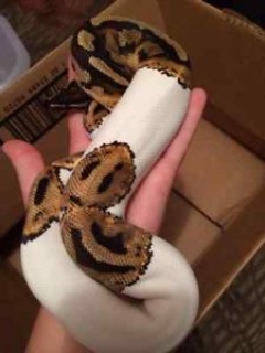 Male and Female Pied Ball Python 