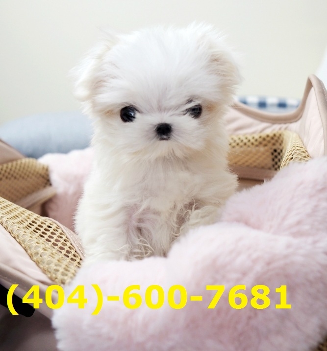 Healthy and loving Teacup Maltese Puppies. Text at 404-600-7681
